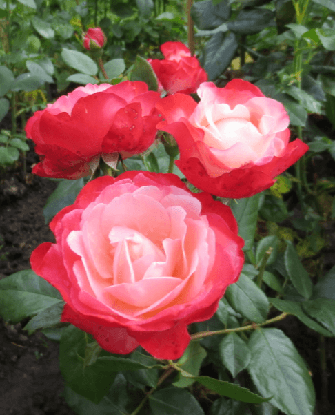 красно-белые розы