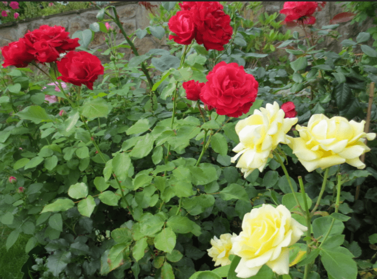 красные и желтые розы