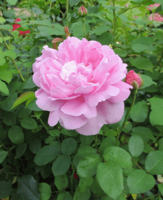 чайная роза